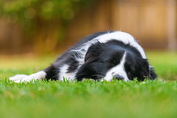 istock Black and White Border Collie in Soft Evening Light 2240685491