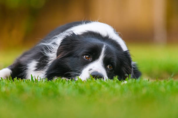 istock Black and White Border Collie in Soft Evening Light 2240685494