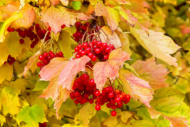 A viburnum bush with yellow leaves and red berries. Ripe autumn viburnum