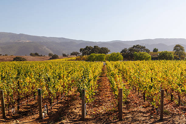 istock Sunny California vineyard landscape with green vines, blue sky 2240687582