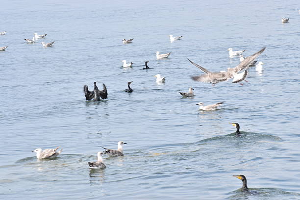 istock Several Seagulls Calmly Swimming in the Sea 2240687992
