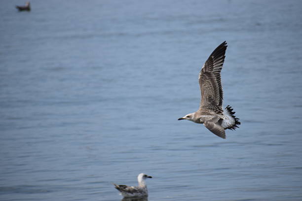 A silver gull soars above the sea surface in close-up, wings spread, capturing dynamic movement over the calm ocean water.
