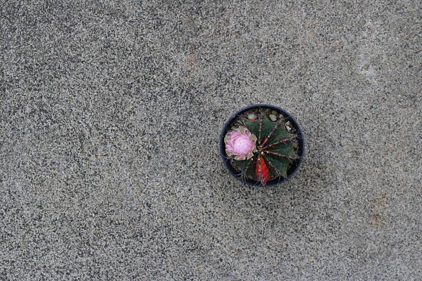 High angle view of gymnocalycium cactus, it has green and red color with blooming pink flower on its head