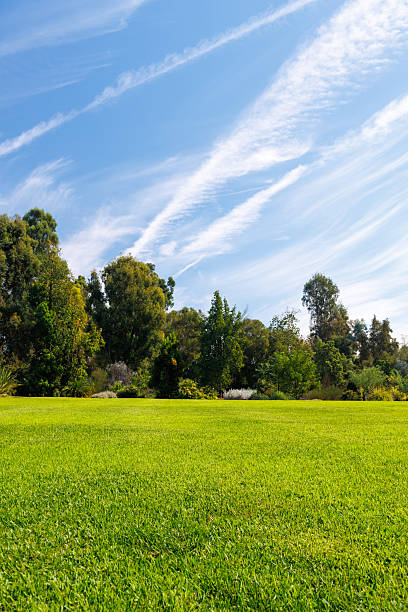 istock A vast green grass meadow stretching towards the horizon with a trees 2240689400