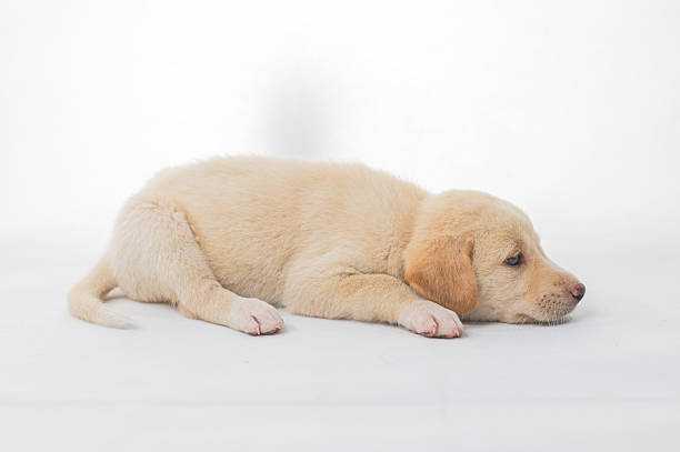 A cute yellow lab puppy lying comfortably on a white background. The puppy showcases innocent and playful features, capturing the essence of youth and companionship.