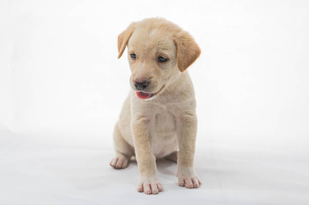 This adorable light-colored puppy displays a playful attitude while sitting on a white background, showcasing its soft fur and cute expression.
