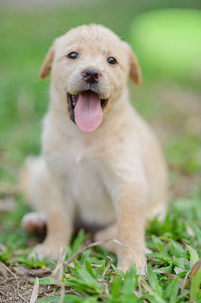 istock Adorable Light Yellow Puppy Sitting on Grass with Happy Expression 2240690303