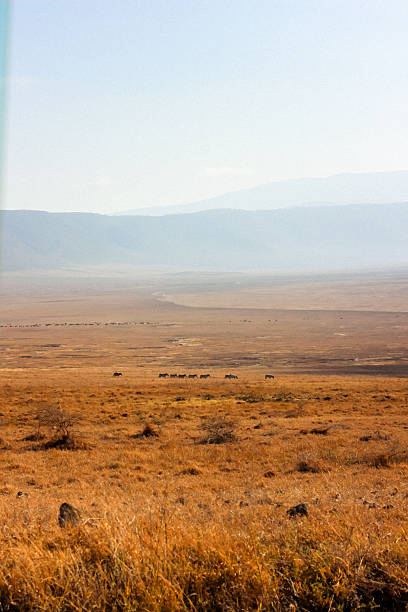Serengueti National park, Tanzania - September 23, 2024: Tourists enjoying a safari adventure watch a magnificent male lion prowling near their jeep in the vast grasslands of serengeti national park, tanzania