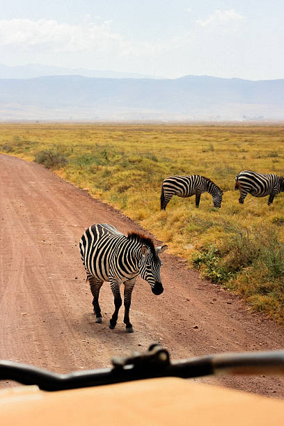istock Zebra Crossing a Safari Road 2240690494