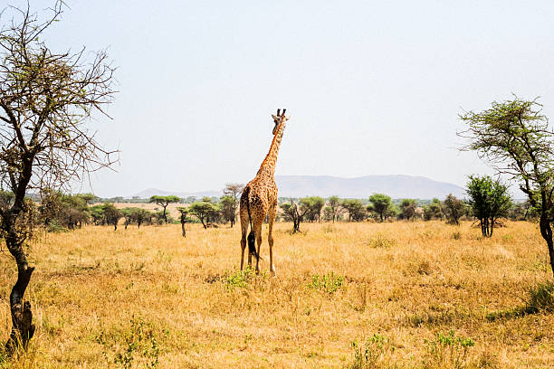 A solitary giraffe stands tall in the golden grasslands of Serengeti National Park, surrounded by acacia trees and distant hills under a clear African sky.