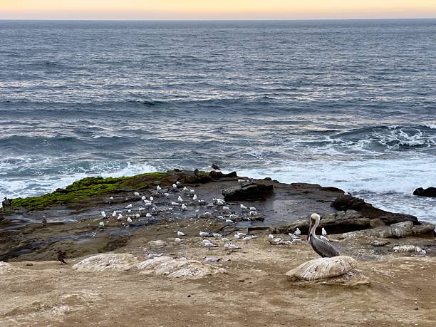 istock Mixed Sea Birds on Rocky Outcrop - Landscape 2240691433