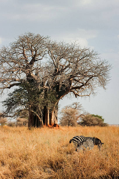 istock Zebra Grazing Near a Baobab Tree 2240691520
