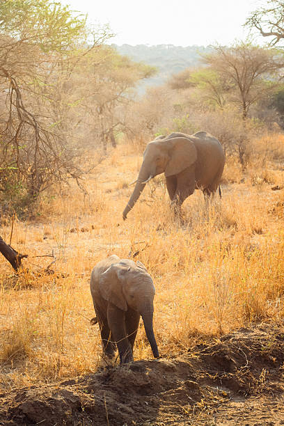 istock Baby Elephant Following Its Mother 2240691556