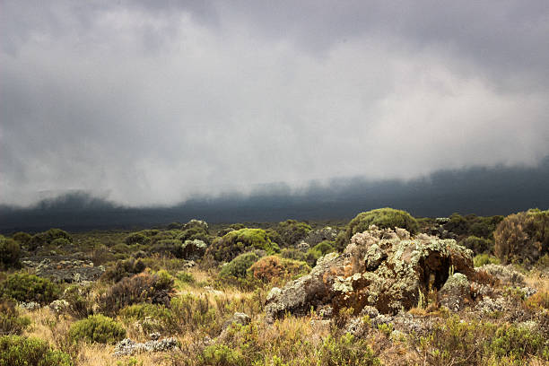 Dark storm clouds gather above the rugged vegetation of Shira Plateau in Kilimanjaro National Park, creating a dramatic high-altitude landscape.