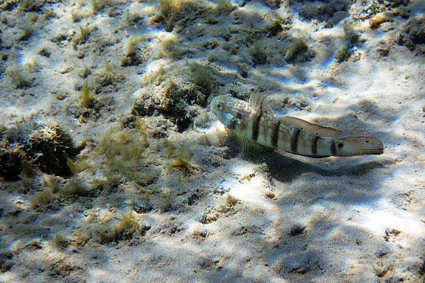 istock Amblygobius albimaculatus fish from the Red Sea 2240691635
