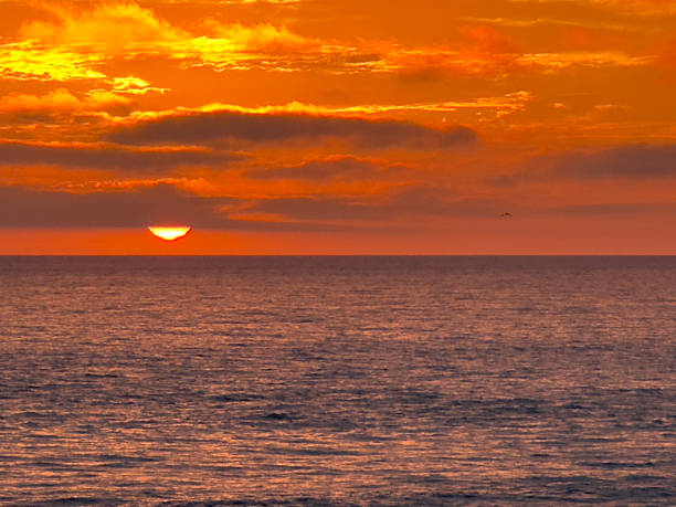 The bright bottom edge of the sun is visible below the marine layer, providing a stunning backdrop for the silhouette of a bird flying past.