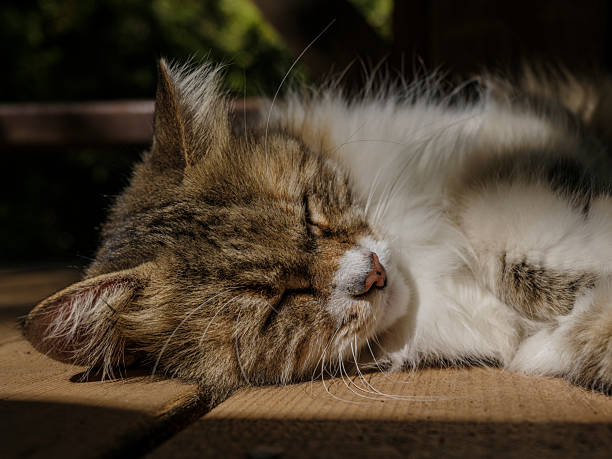 The cat is a domestic species of small carnivorous mammal. It is the only domesticated species in the family Felidae and is commonly referred to as the domestic cat or house cat to distinguish it from the wild members of the family.