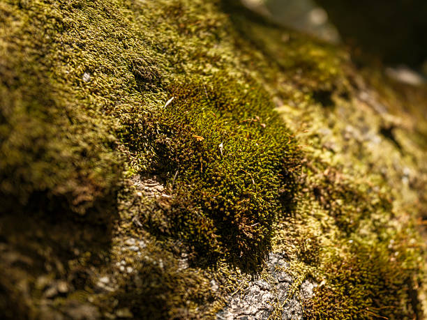 istock close-up of moss-covered rock in forest 2240695429