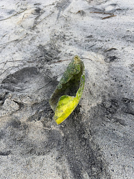 istock Watermelon Rind Left on Beach, Eaten by Birds 2240695757