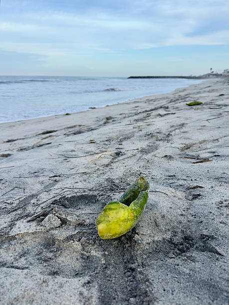 Watermelon Rind on Shore with Calm Surf and Jetty