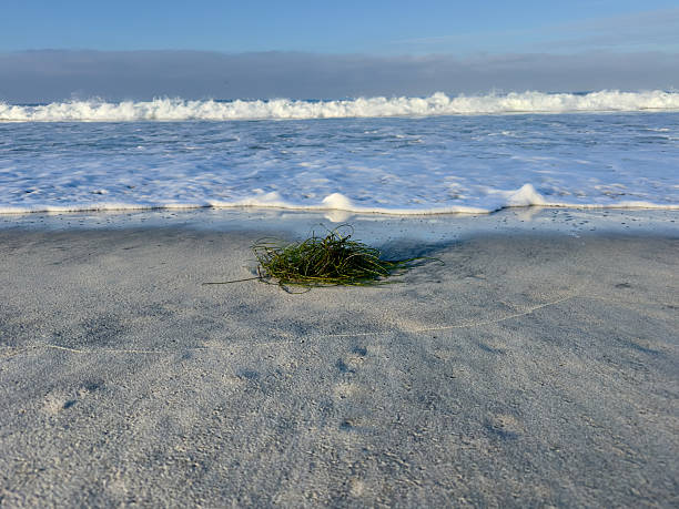 A large pile of dark eelgrass contrasts with the light, foamy wash of the ocean tide in the background of the shore.