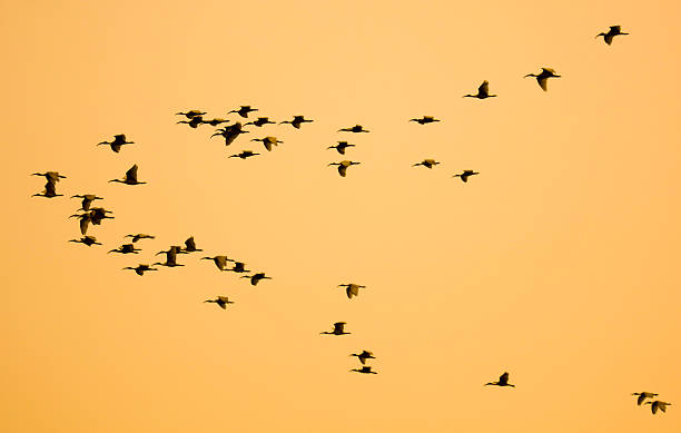 istock A flock of birds flying in the sky 2240696590