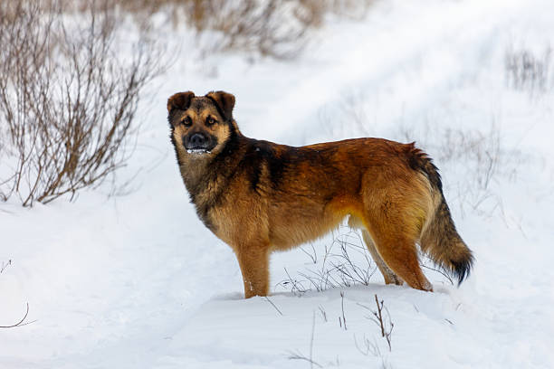 A brown dog is standing in the snow. It has a black nose and a black mouth. The dog is looking at the camera