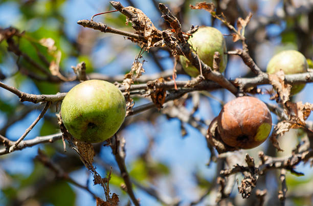 Apples on a tree damaged by disease.