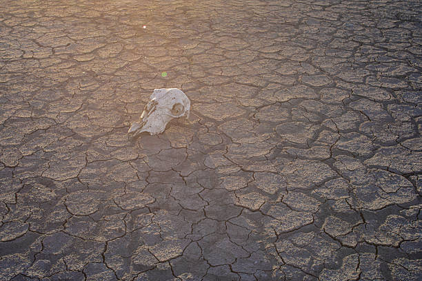 istock Sheep skull lying in a by parching cracked soil 2240697036
