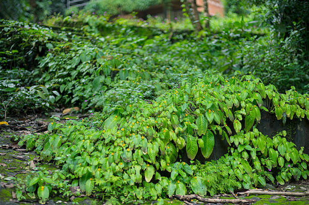 istock Lush Greenery Surrounds Nakhon Nayok Waterfall Pathway in Thailand 2240699548