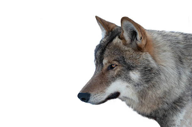 istock portrait gray wolf  isolated on white background 2240700131