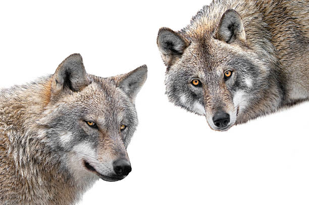 istock Gray wolfs portrait isolated on white background 2240700132
