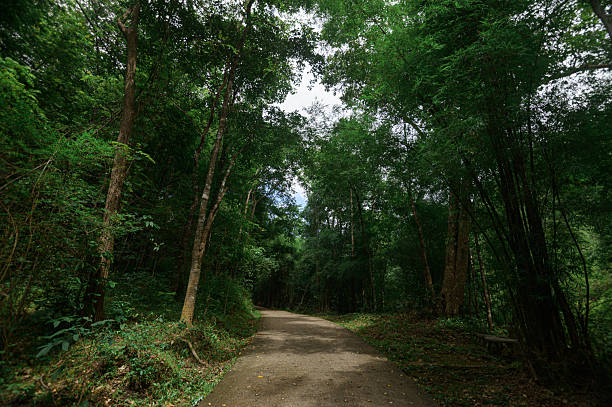 istock Scenic Trail Surrounded by Lush Trees Near Waterfall in Chiang Mai 2240700254