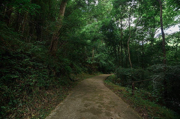 istock Serene Pathway Through Lush Green Forest Near Waterfall in Chiang Mai 2240701069