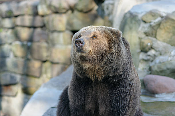 Eisbär beim schlafen