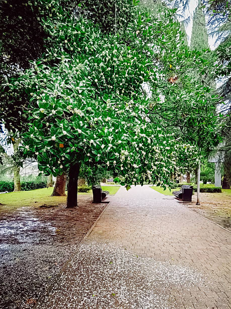 Flowering Osmanthus trees in the park.