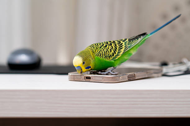 istock Green budgerigar sitting on laptop with computer mouse on desk 2240704651