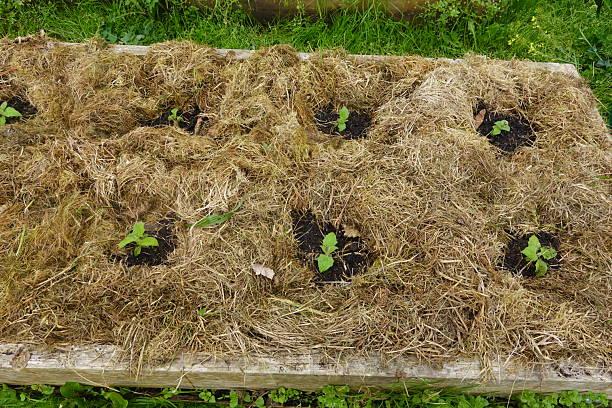 Young seedlings are growing in a raised garden bed covered with straw mulch, promoting moisture retention and weed suppression