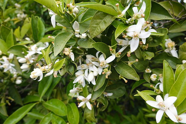 istock Orange tree blossoming with fragrant white flowers 2240705015
