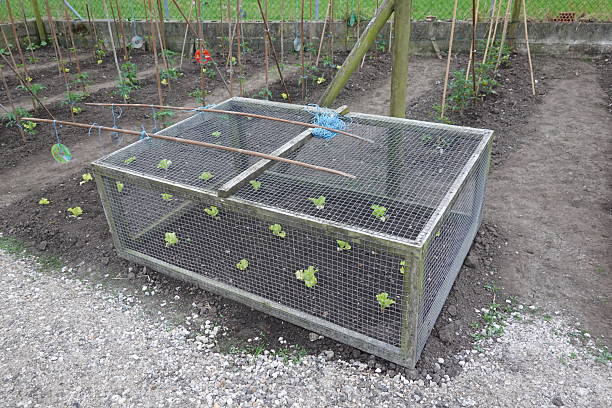 istock Protecting growing lettuce in vegetable garden with chicken wire cage 2240705078