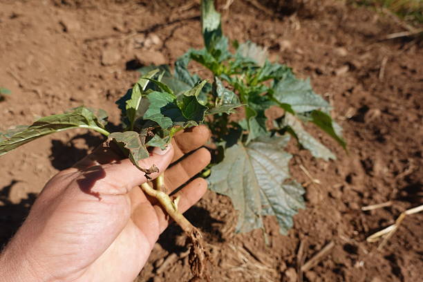 istock Farmer holding jimsonweed in cultivated field 2240705111