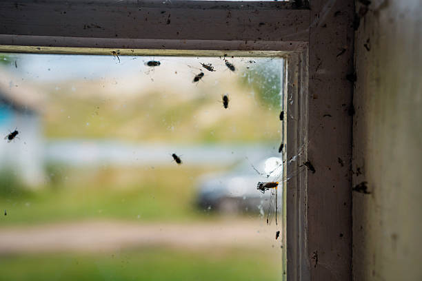 istock Flies in a spider web on the corner of the window frame 2240705787