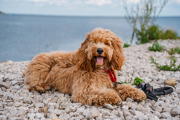 Curly brown goldendoodle dog or Cavapoo breed lies on the rocks on the riverbank overlooking the hills in summer