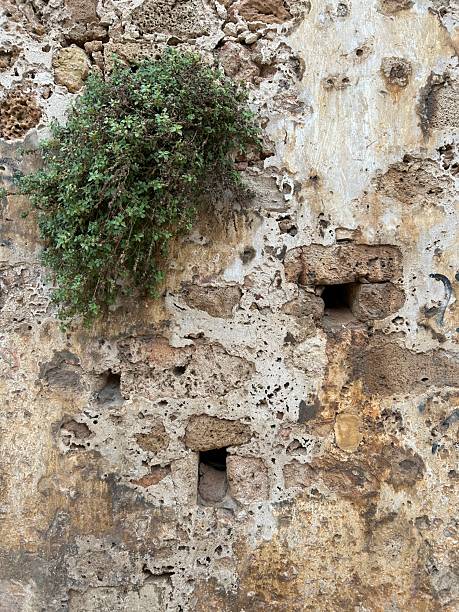 istock a dense bush growing out of a stone wall 2240706261
