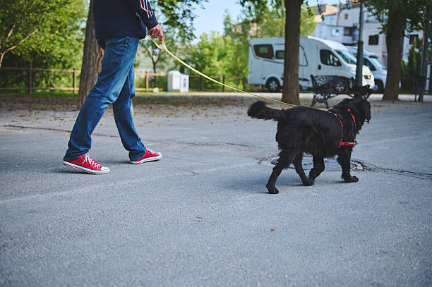istock Walking A Dog On A Park Path With Leash, Camper In Background 2240707659