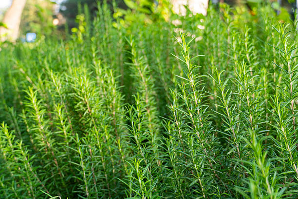 istock Fresh green rosemary plants growing in sunlight 2240707736