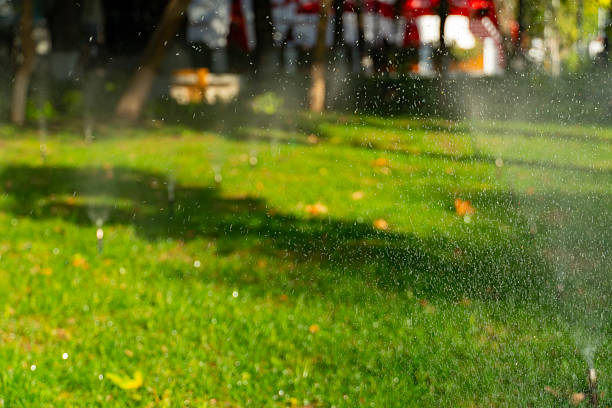 Fresh green plants and water spray in the park on a sunny day. Concept of nature care, irrigation, and summer freshness
