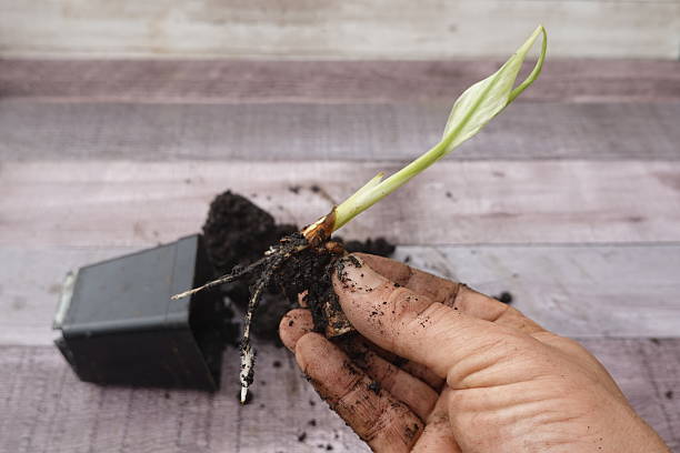 istock Planting turmeric seedling in home garden 2240707852