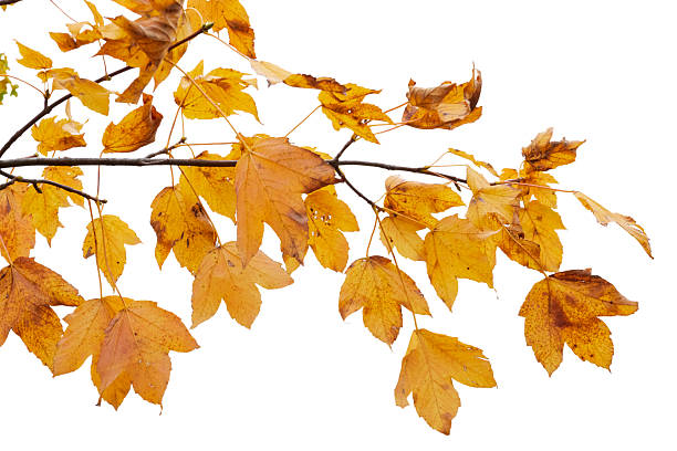 yellow or brown autumn leaves isolated twig