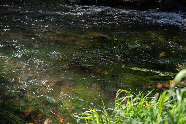 Shows Watercress forming a thick, bright green carpet that partially overhangs the water.